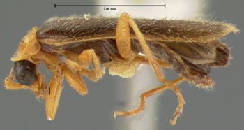 Media type: image;   Entomology 3400 Aspect: habitus lateral view